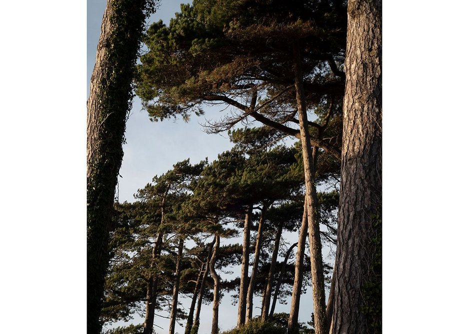 View of the maritime pines from the seating area. The Lookout, Lepe Country Park by Hampshire County Council Property Services.