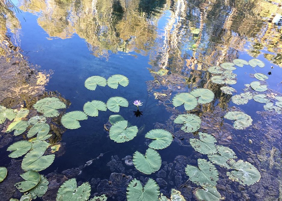 Pond surface.