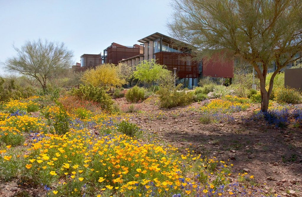 Desert landscaping at ASU Polytechnic Academic Campus (2008) is attractive and improves water harvesting.