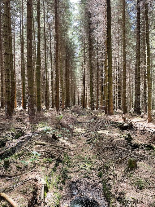 Dalby Forest, an example of plantation forestry growing Conifer trees for construction timber