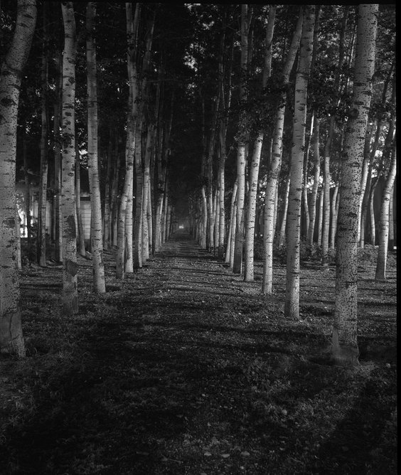 Rut Blees Luxemburg’s The Hunt in the Forest, Beijing, one of six nocturnal views of urban forests depicted at the Silver Forest public artwork at Kings Gate Walk, Victoria. Credit Rut Blees Luxemburg