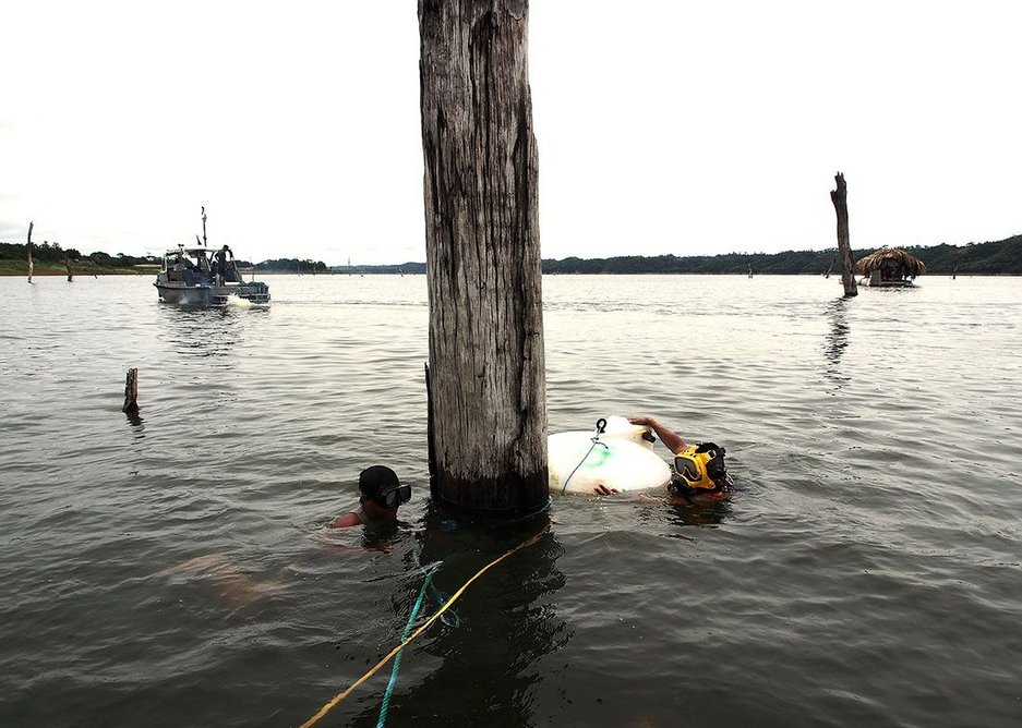 Lake tree divers