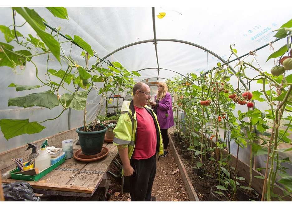 Growing tomatoes at Thamesmead.