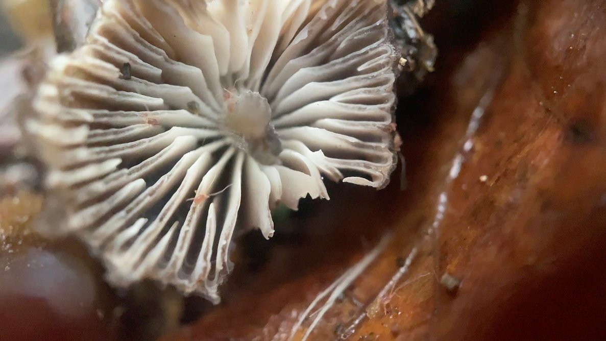 Insect community thriving on fungi within Oxleas Woods, South London.