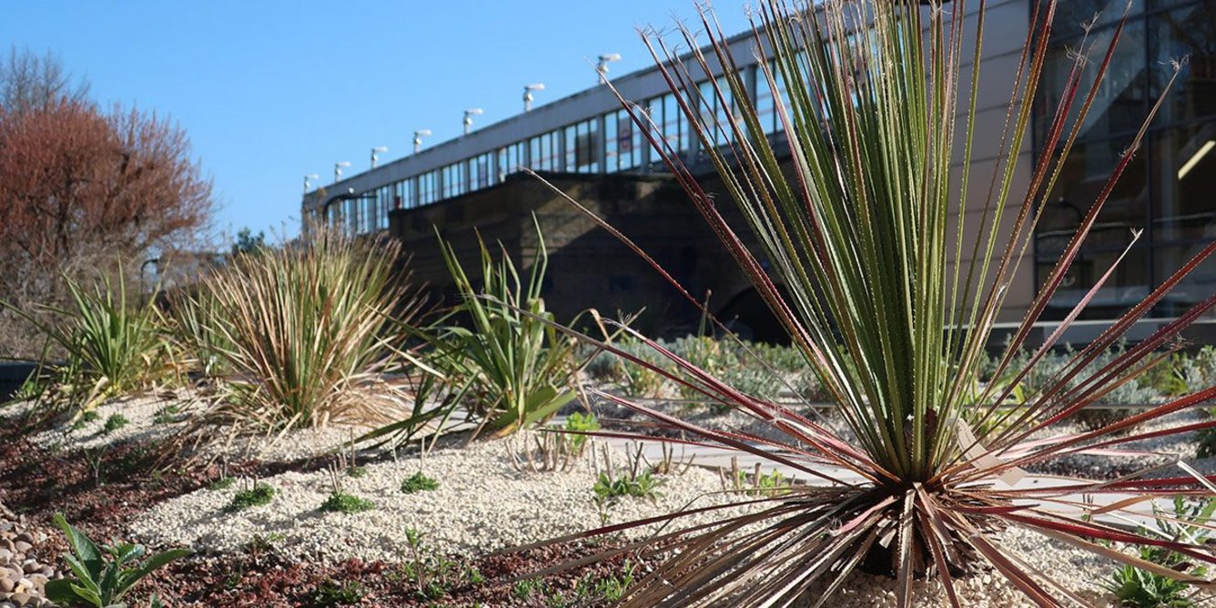 Mediterranean and South American plants were included in the climate-resilient garden at the Museum of the Home, a collaboration between Wright & Wright Architects, green roof expert Dusty Gedge, and the museum’s head gardener Heather Stevens.