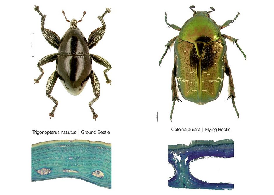 Inspiration for  Achim Menges pavilion, a comparison of internal elytron architecture_in_flying and flightless beetle.