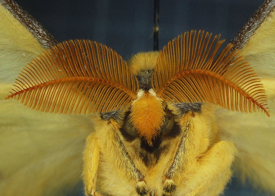 Argema Mittrei (c) Naturalis Biodiversity Center. From The Human Insect: Antenna Architectures 1887-2017, part of the Dissident Gardens exhibition programme at the Het Nieuwe Instituut in Rotterdam.