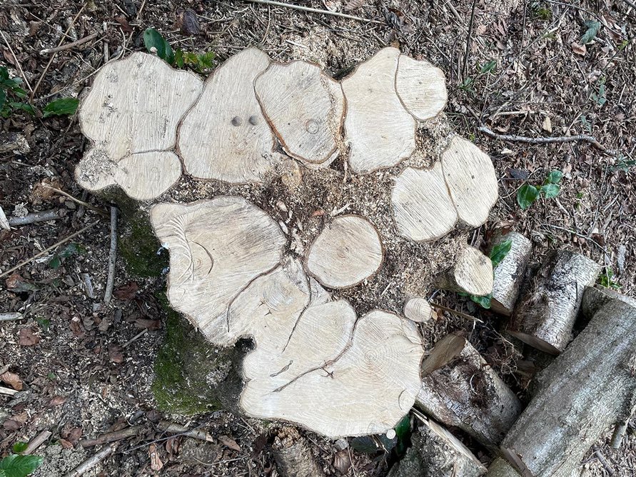 Hazel stump after coppicing.