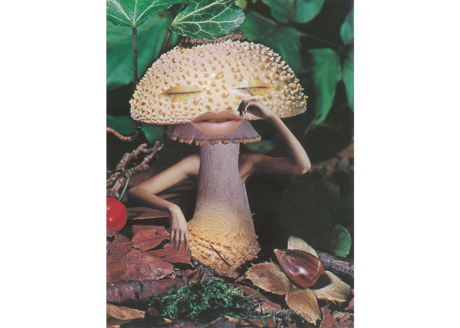 Seana Gavin, ‘Mindful Mushroom’, courtesy of the artist.