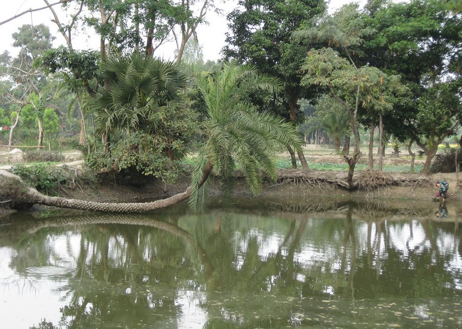 The Rajapur village ecology can be read through the community’s engagement with  their fish ponds – a ditch typically rectangular in shape, known as ‘pukur’ in Bengali