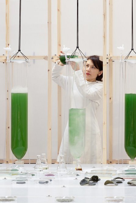 Microalgae solution poured into a photobioreactor.