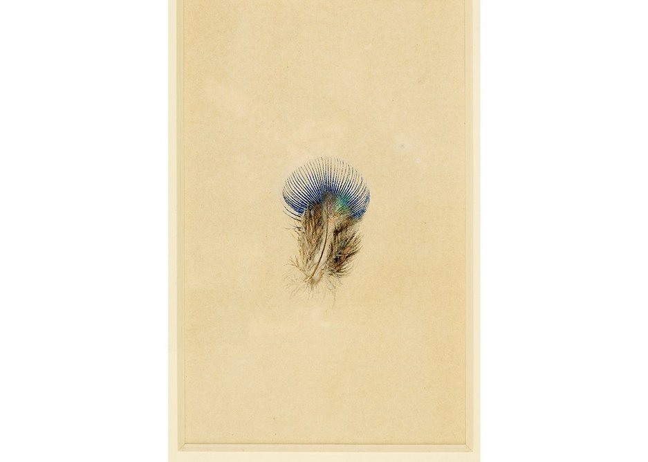 John Ruskin, Study of a Peacock's Breast Feather, Collection of the Guild of St George / Museums Sheffield
