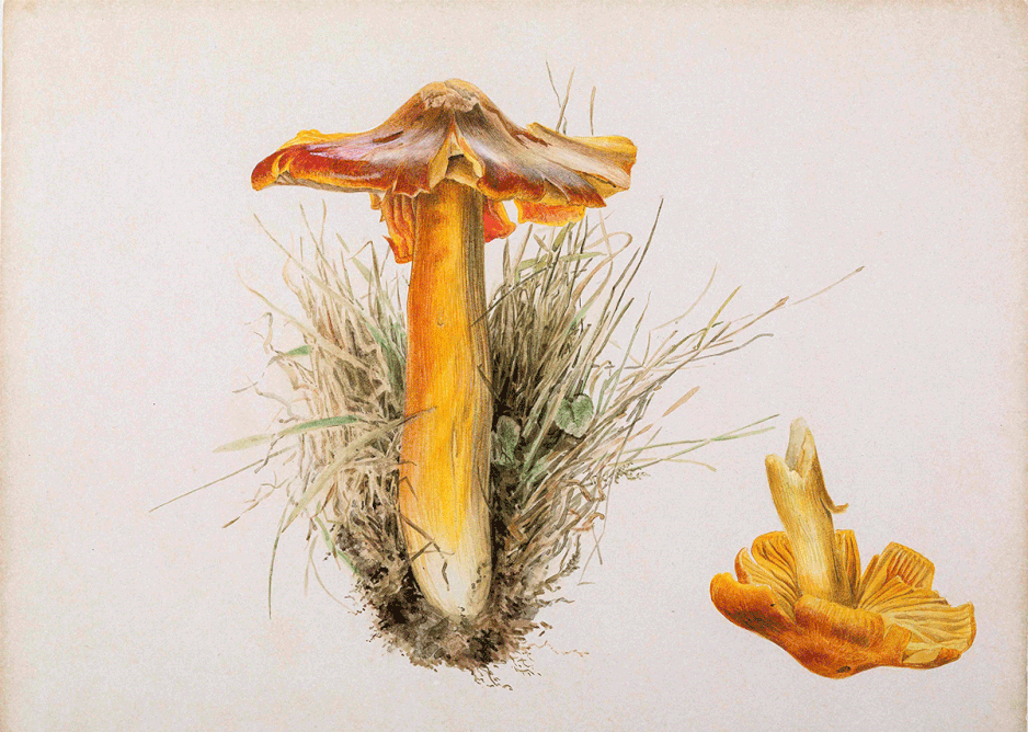 Beatrix Potter, Hygrophorus puniceus, pencil and watercolour, 7.10.1894.