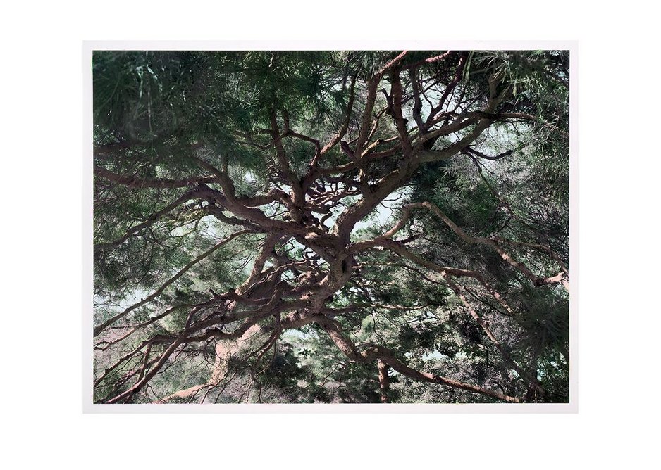 Shi Guowei Pine, 2016 Painting on photograph 142 x 190.3 cm