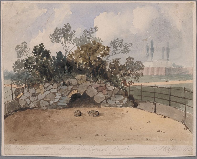 Surrey Zoological Gardens, tortoise grotto, Walworth Road, 1831, E.J Capel.