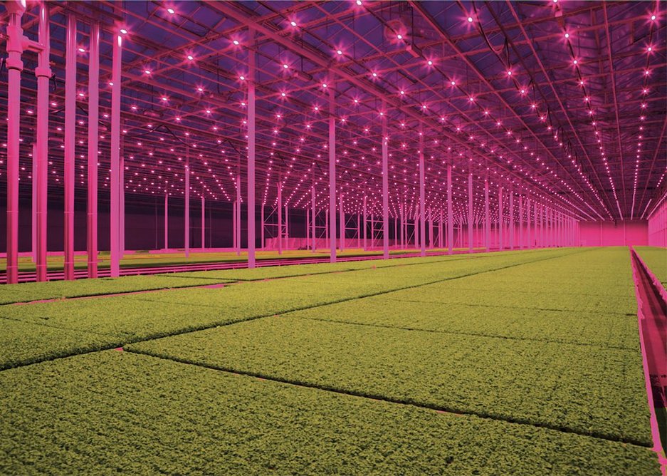 LED lights, Koppert Cress © Jan van Berkel, from Smart Farming, part of the Dissident Gardens exhibition programme at the Het Nieuwe Instituut in Rotterdam.