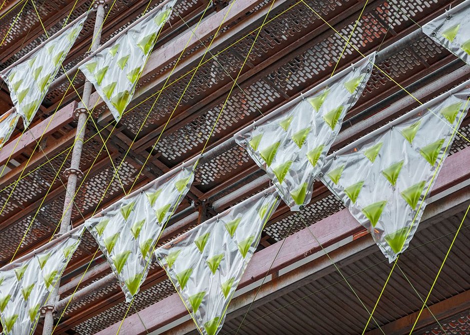 Prototype algae curtains were able to remove one kilo of CO2 per day, equivalent to 20 large trees.