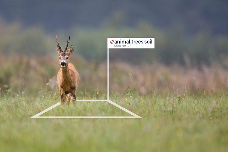 Heal Rewilding’s fundraising includes sponsorship of 3m x 3m squares of land that it can bring back to life through rewilding.