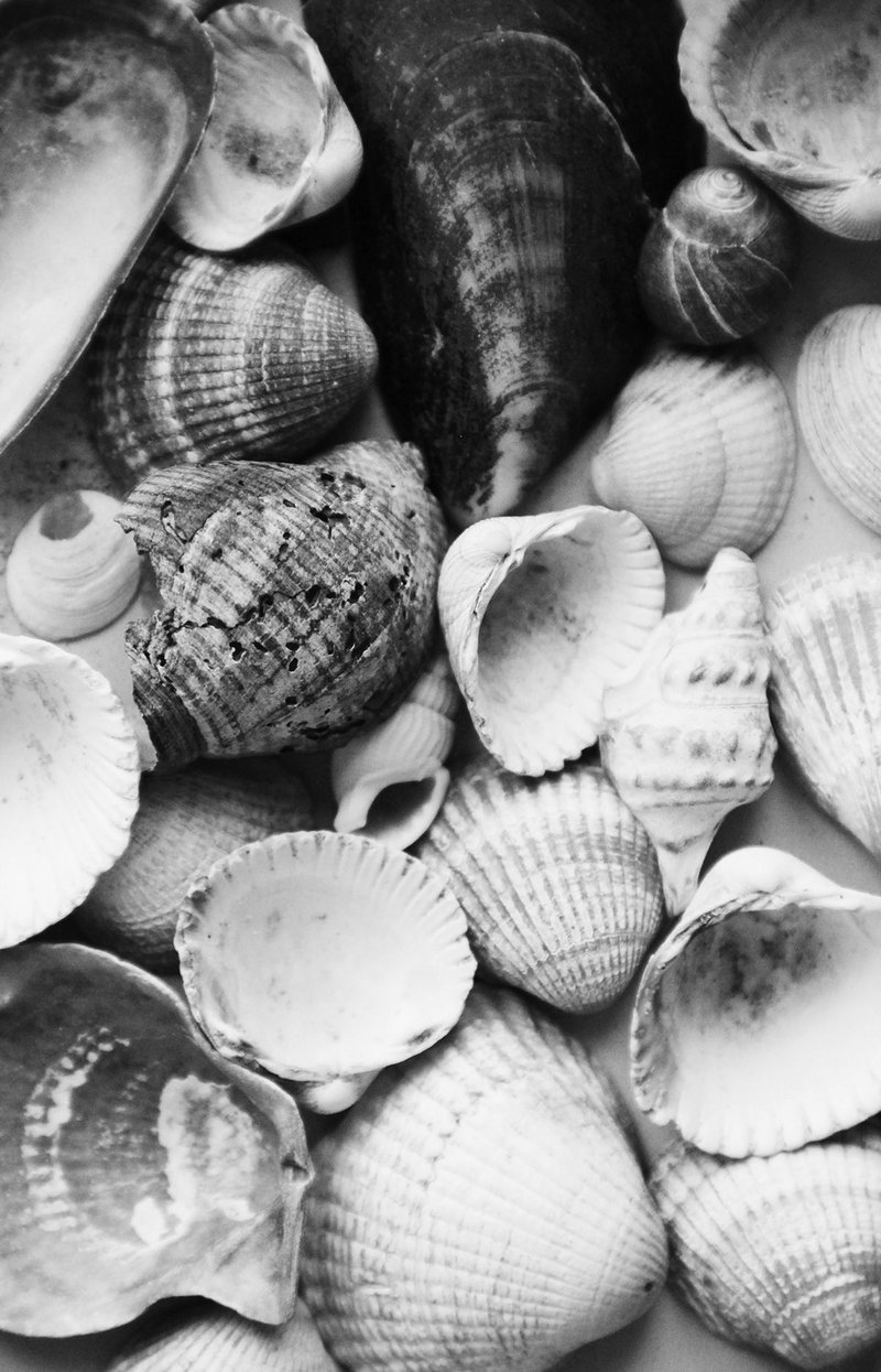 Specimens of shells – instances of natural nooks.