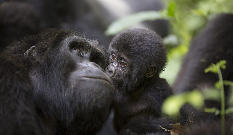 Habitat loss, poaching and disease threaten the populations of eastern and western lowland gorillas in Central Africa.