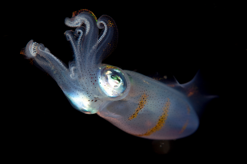 Juvenile squid photographed at night in waters of Raja Ampat, Indonesia.