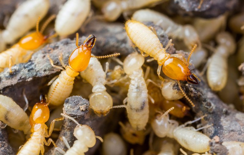 Subterranean termites.