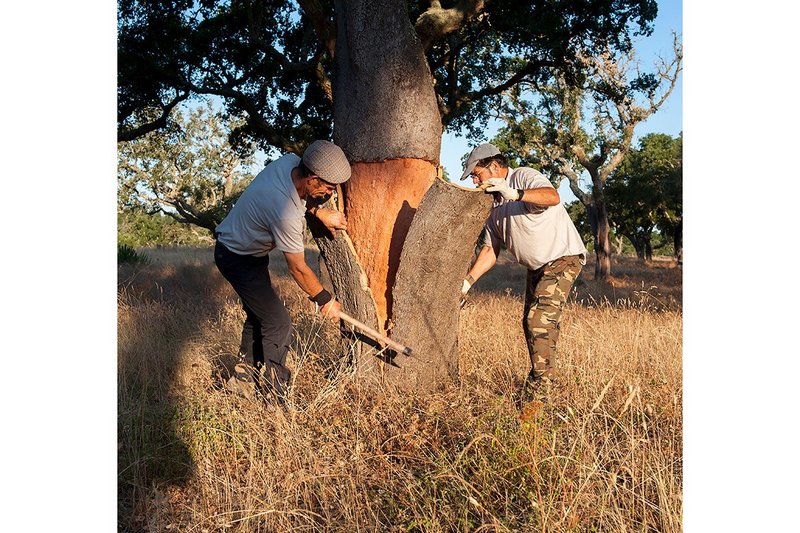 Cork being harvested from a Cork Oak in Portugal.