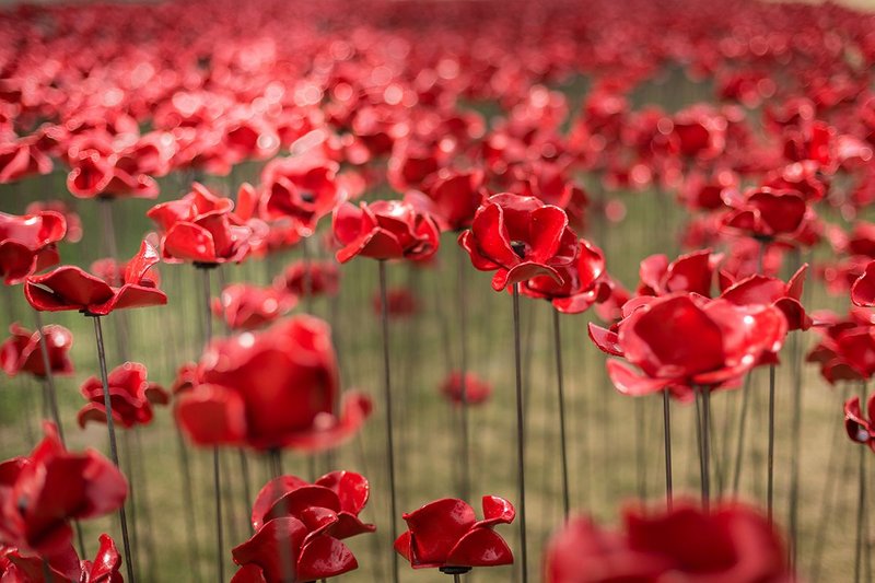 Weeping Window by artist Paul Cummins and designer Tom Piper.