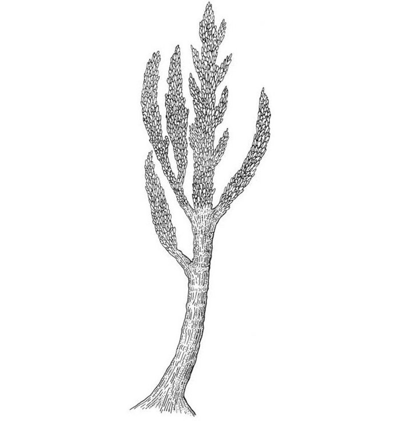 Prototaxites, an 8m high fungus – Reconstruction drawing from Dawson (1888) "The Geological History of Plants”
