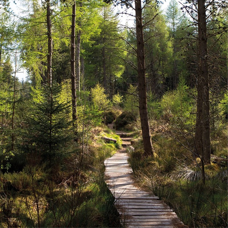 Huts in Place, in the Abriachan Forest, Inverness, part of Architecture Fringe 2017.