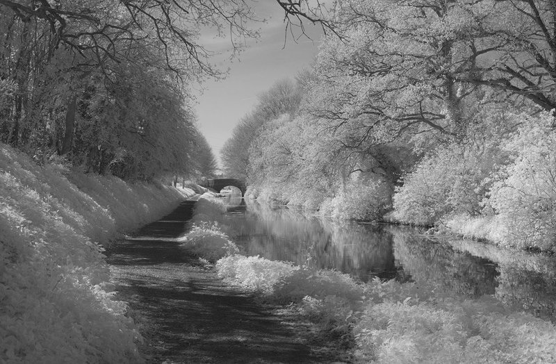 Vegetation is highly reflective of NIR light in the environment —  much brighter than a clear blue sky.