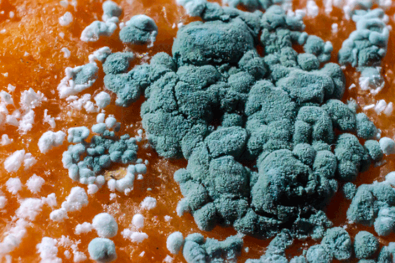 Some penicillium moulds produce the ingredients for pencillin which saved so many after World War 2.