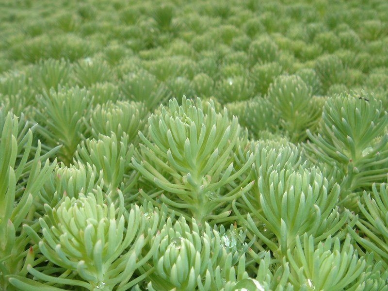 Sedum – typical green on a green roof.