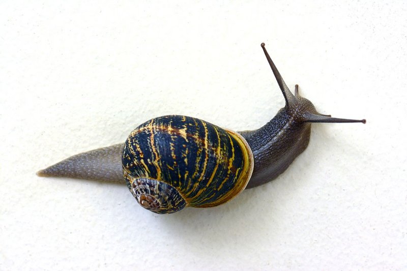 What do architects and snails have in common? A lack of interoperability, says Maria Smith.