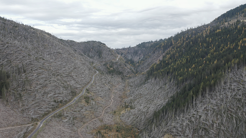 Formafantasm: Cambio – Serpentine Galleries, 2019. Val di Fiemme, Italy 2019. The image shows the damage to natural forests caused by an extreme storm. Photo credit: C41 Productions