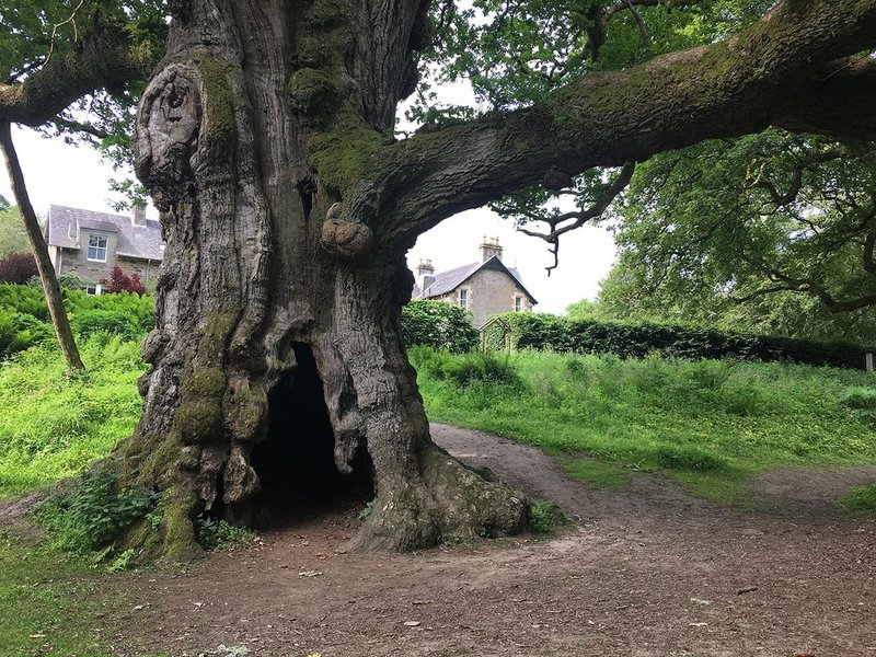 Why can’t a housing estate be more like an oak?