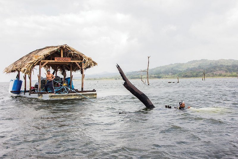 Trunks being brought to the surface.