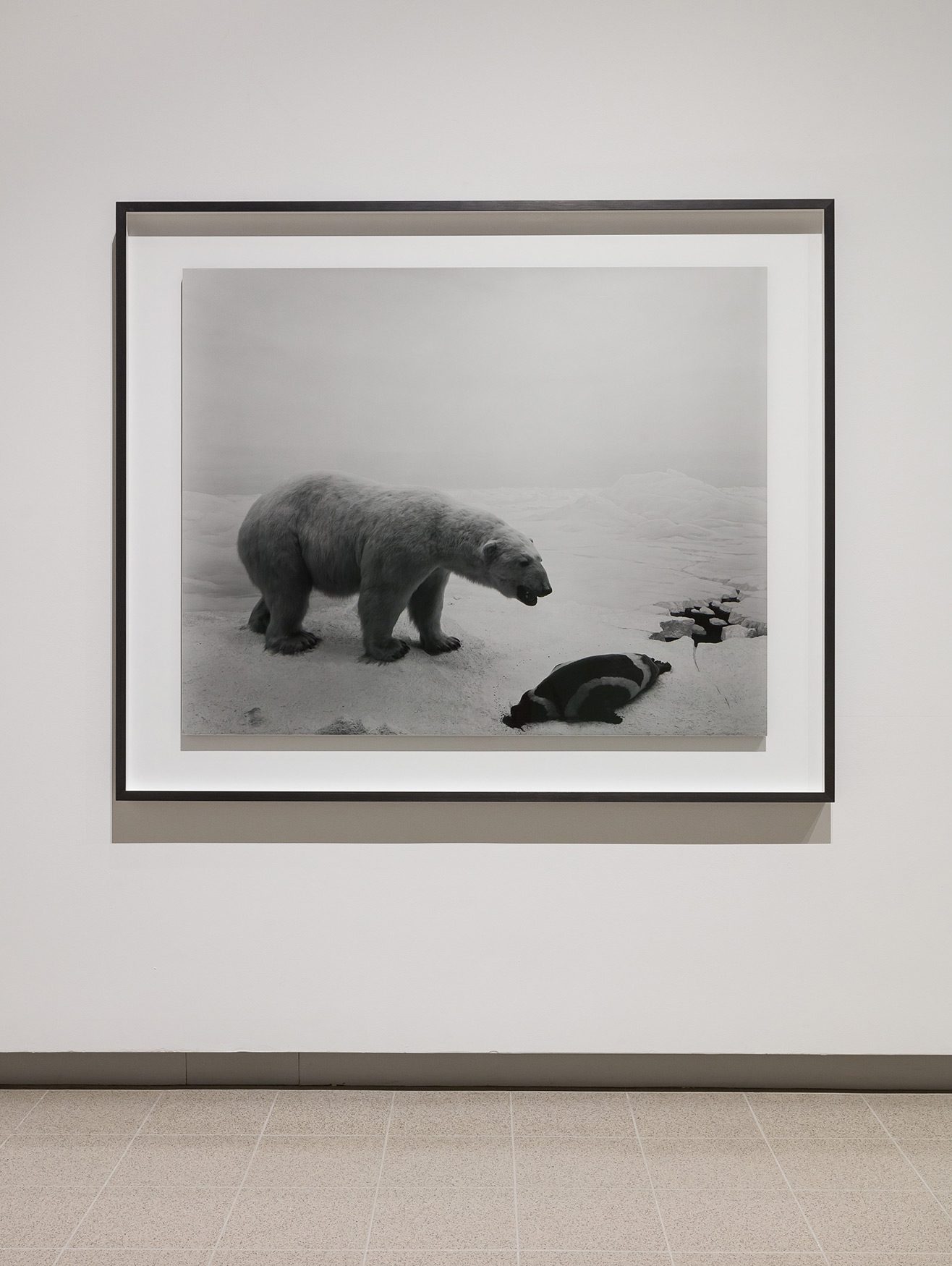 Installation view of Hiroshi Sugimoto, Polar Bear, 1976. Silver gelatin print.